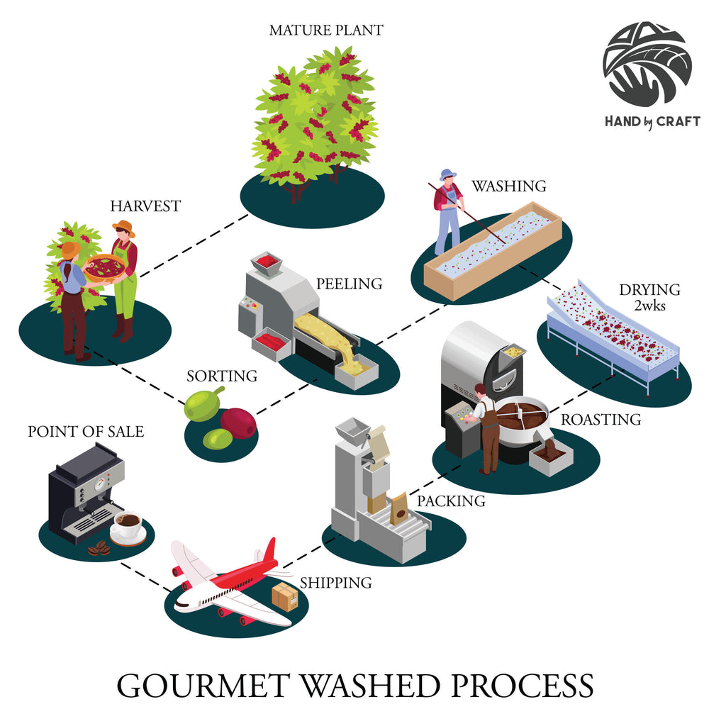 infographic, coffee processing, washed process, wet process, gourmet, colombian coffee, ceremonial grade coffee, coffee processing, coffee production, specialty coffee 