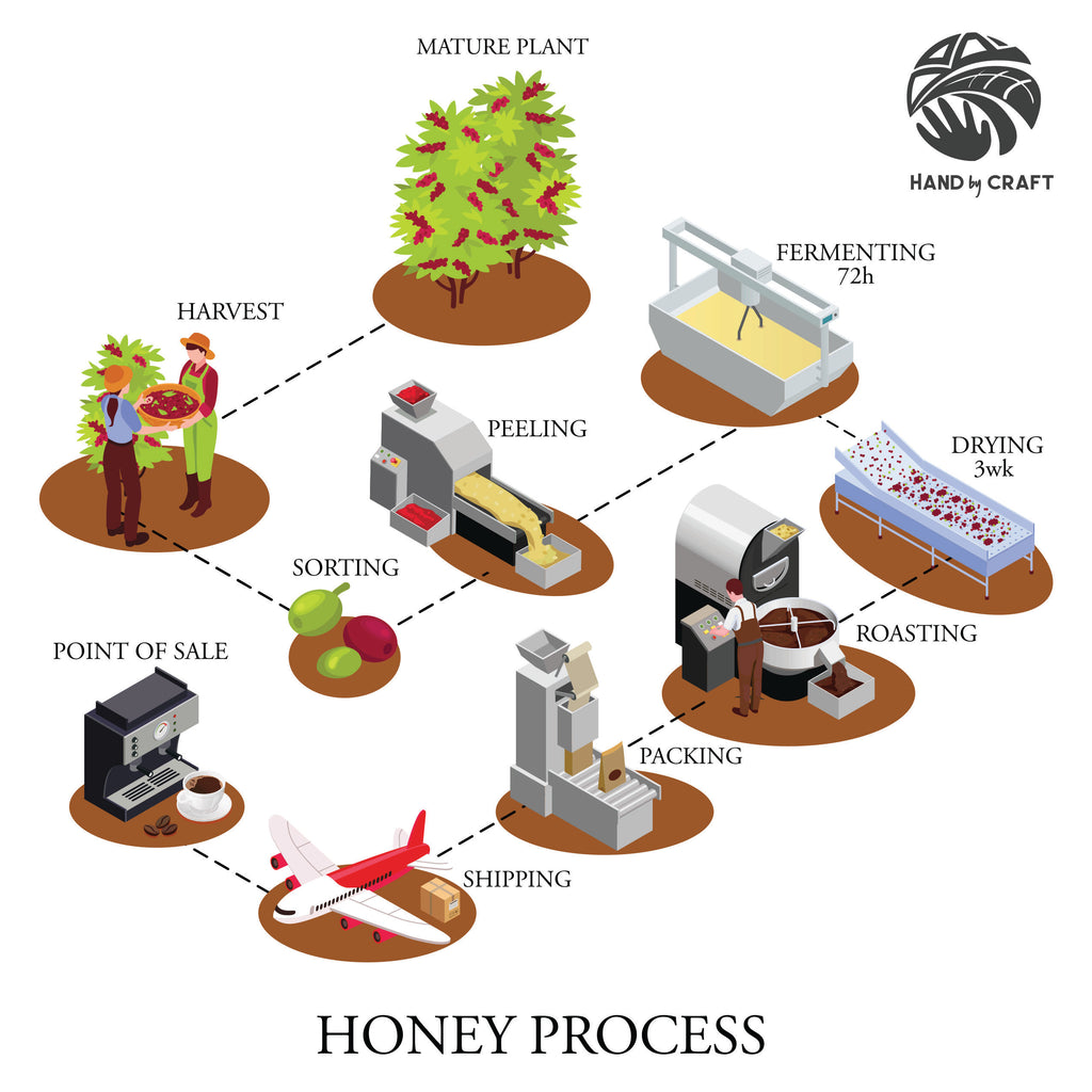 infographic, coffee processing, honey coffee process, production chain, coffee production